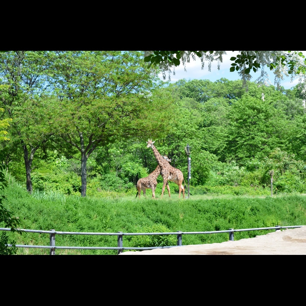 Meet your Posher, Dawn